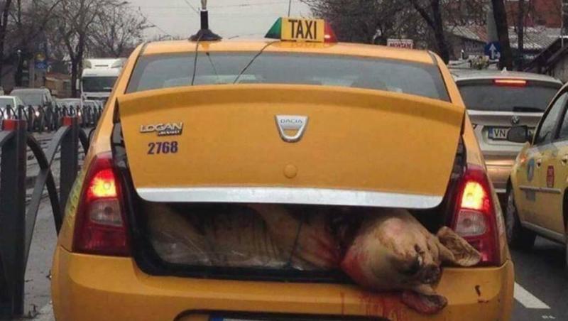 Un taximetrist din București i-a îngrozit pe toți șoferii din trafic. Bărbatul transporta un porc tăiat, în portbagaj. Sângele se prelingea pe mașină, iar capul animalului atârna afară