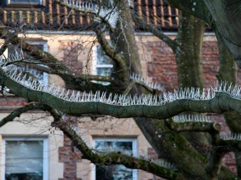 Ciudățenia care i-a îngrozit pe toți! Pe străzile unui oraș britanic au apărut copaci cu țepi! Motivul i-a șocat pe toți!