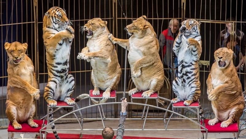 Mai mulți lei și tigri grași, hrăniți cu alimente nesănătoase, acrobații în fața publicului îngrozit: 