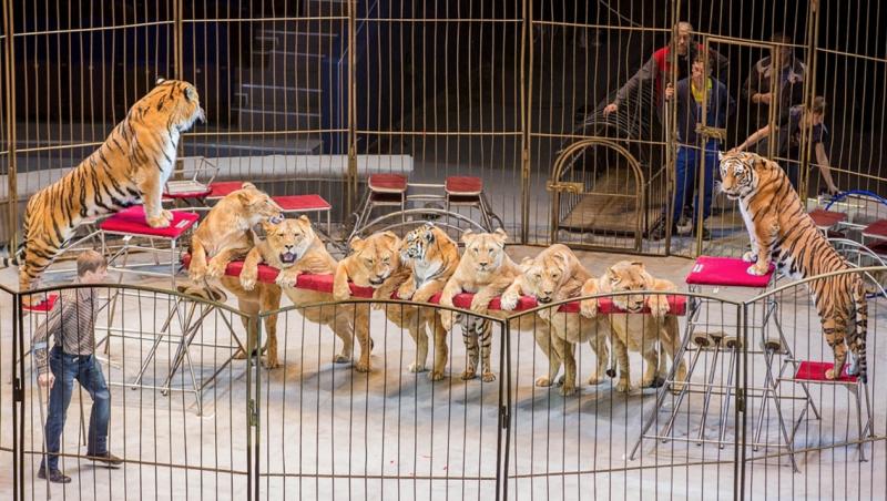 Mai mulți lei și tigri grași, hrăniți cu alimente nesănătoase, acrobații în fața publicului îngrozit: 