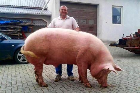 Toți au crezut că este o imagine trucată! Un român a crescut un "porc mutant". Giorgio are peste 500 de kilograme și este, permanent, la dietă: "L-am adus în România, i-am făcut buletin de român"