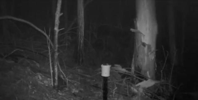 O creatură bizară a pus tot internetul pe jar! Nimeni nu știe despre ce animal este vorba! Ai curaj să privești?