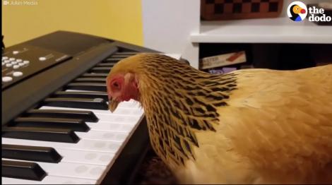 Umorul la un cioc de... găină! Înaripata care cântă la pian e noua senzație a internetului (VIDEO)