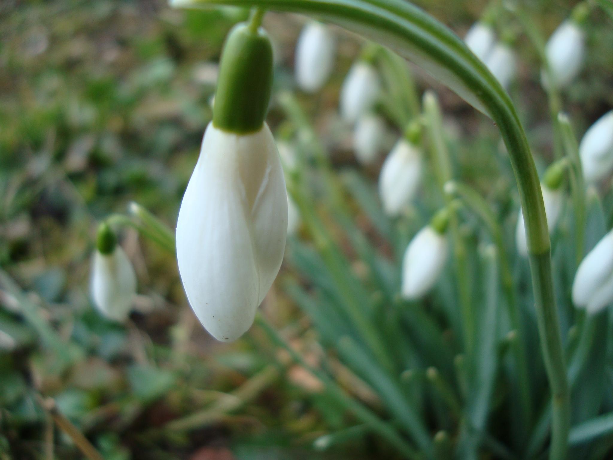 Meteorologii au făcut anunţul! C&acirc;nd vine primăvara şi cum va fi vremea de Paşte? Prognoza meteo pentru două luni