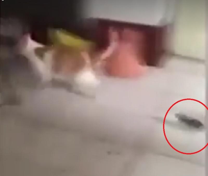 Șoricei alergați de pisici am mai văzut, dar invers niciodată! O mâță aleargă de mânâncă pământul, dar este prinsă de inamic. Tom si Jerry, varianta 2017  (VIDEO)