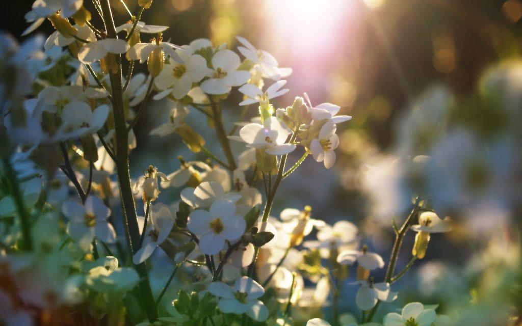 Primăvară, c&acirc;t de mai așteptăm? Ninsori, ploi şi v&acirc;nt &icirc;n aproape toată ţara