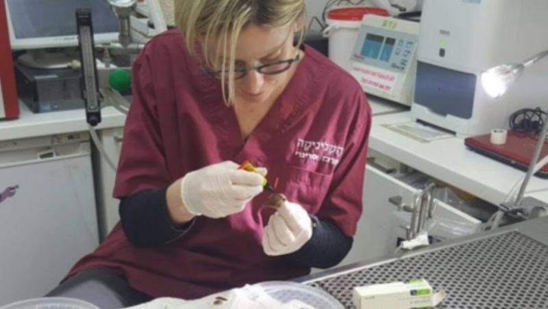 O femeie din Israel a călcat un melc. S-a dus cu el la veterinar: ”Vă rog să-i reparați căsuța!” Medicul i-a reconstruit-o cu superglue