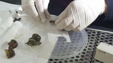 O femeie din Israel a călcat un melc. S-a dus cu el la veterinar: ”Vă rog să-i reparați căsuța!” Medicul i-a reconstruit-o cu superglue