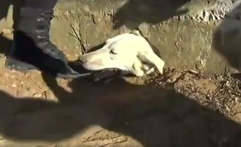 Imagini emoționante! Mai mulți oameni cu inimă mare au salvat un biet câine de la moarte. Animalul rămăsese captiv într-o gaură