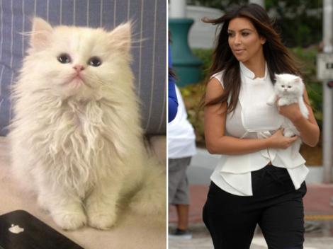 Ea este Mercy, pisicuța lui Kim Kardashian! Are o poveste foarte tristă care te va face să plângi!