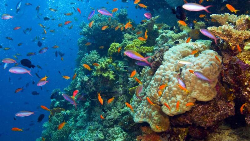 Încălzirea globală face ravagii în lume, spun specialiştii! Superbele recife de corali sunt pe cale de dispariție (FOTO & VIDEO)