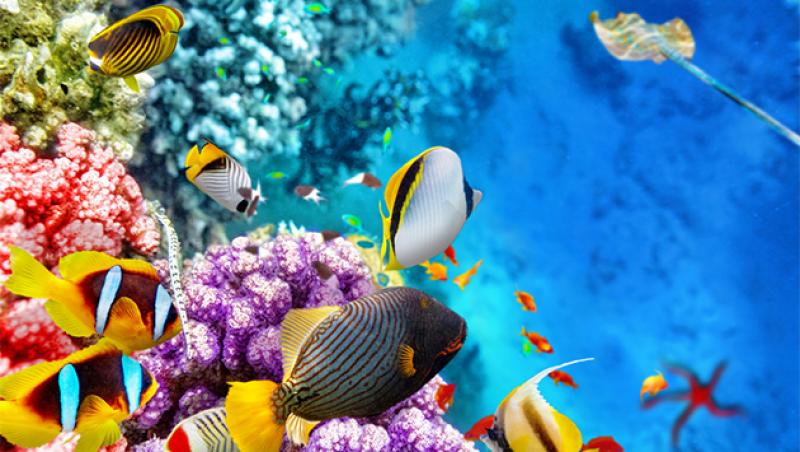 Încălzirea globală face ravagii în lume, spun specialiştii! Superbele recife de corali sunt pe cale de dispariție (FOTO & VIDEO)