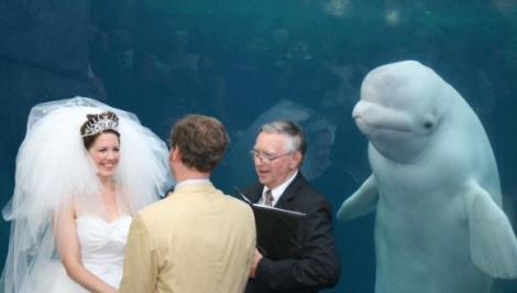 O balenă a fost martora nepoftită la nunta unor tineri pasionați de mare, acvarii și balene. Imaginea a devenit virală!
