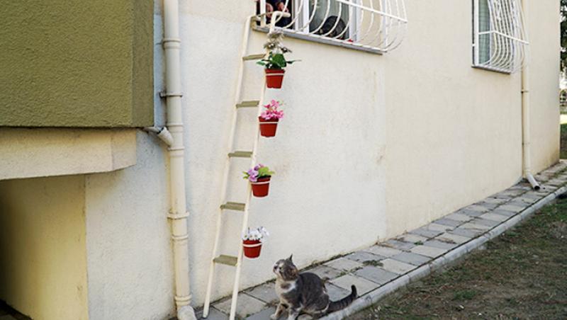 „Iubiți și pisicile vagaboande!” O femeie a construit o scară pentru pisicile fără stăpân ca să poată urca pe geam la ea în casă