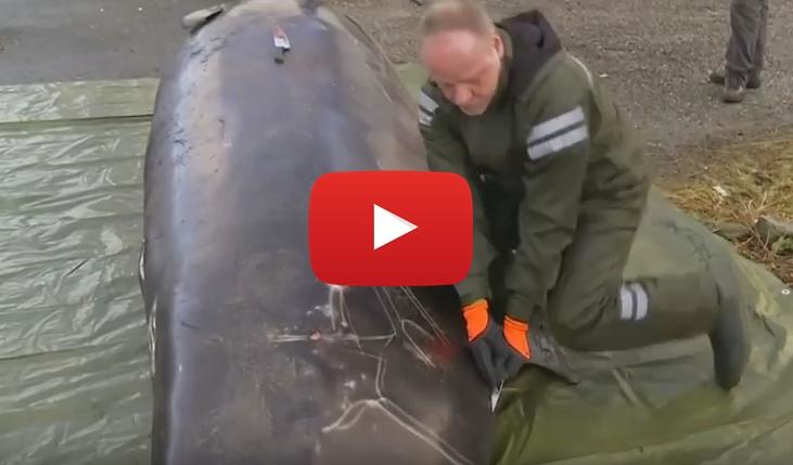 VIDEO: Ce au găsit &icirc;n CORPUL unei BALENE moarte! "Erau 30... din mai multe ţări"