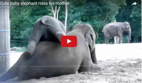 Video VIRAL! Nu ai văzut în viaţa ta ceva mai drăguţ! Un pui de elefant face orice pentru atenţie