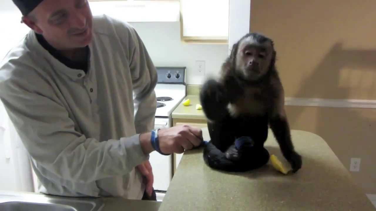 O maimuță a gustat o lămâie pentru prima oară, apoi i-a venit o idee genială! Toți au privit uimiți!