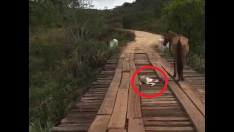 Un mânz a fost salvat de pe un pod vechi, în timp ce mămica nu s-a dezlipit de lângă el. Oamenii chiar fac minuni! (VIDEO)