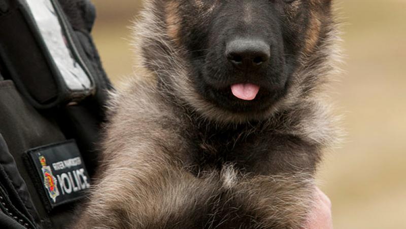 Galerie FOTO! ”Șefu', să trăiți, cu respect!” Un fotograf a surprins, în ipostaze adorabile, mai mulți pui instruiți să devină câini polițiști
