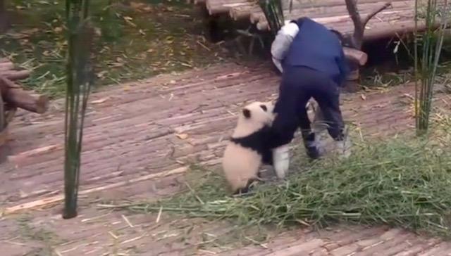 Un ursuleț panda adorabil a cerșit atenție în cel mai savuros mod posibil! Blănosul a făcut senzație în rezervație