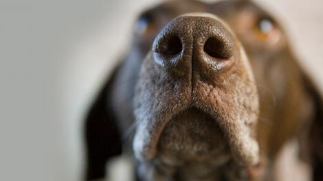 Câinele tău poate simți ce boală ai! Cum îți transmite animalul că trebuie să mergi urgent la medic