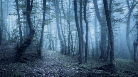 Pădurea Călugăreasca din Bărăgan, locul în care vântul nu mai bate, iar suflete neliniştite bântuie până și în ziua mare