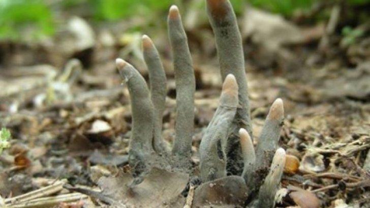 Șocul de la morm&acirc;nt. O t&acirc;nără A LEȘINAT după ce a văzut DOUĂ M&Acirc;INI ieșind din păm&acirc;nt. Adevărul era altul!