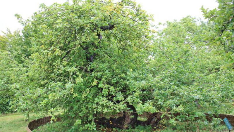 Copacul lui Newton încă mai există, chiar și după 400 de ani! Cum arată azi mărul „gravitației”