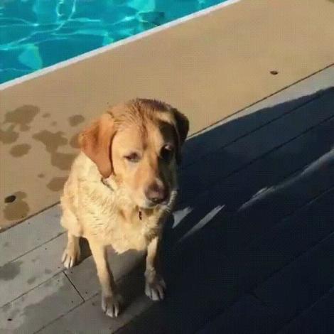 Fricosul suprem! Un câine învață singur cum stă treaba cu înotul și imaginile te fac să râzi cu lacrimi!