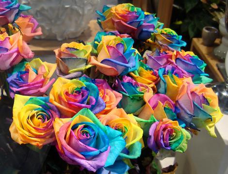 Cum îți faci un trandafir în mai multe culori, chiar la tine acasă! Minunea e gata imediat!