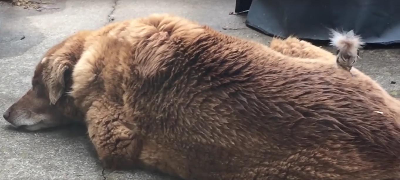 Hoață mică și str&acirc;ngătoare! O pasăre &icirc;i fură blana "prietenașului" canin, pentru a-și face cuib. &Icirc;n fiecare zi, trece la treabă, &icirc;n timp ce animalul doarme