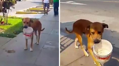 VIDEO! Cel mai emoționant clip de pe internet! Un câine a topit inimile lumii întregi, după ce a fost filmat purtând o găleată în gură. Motivul?