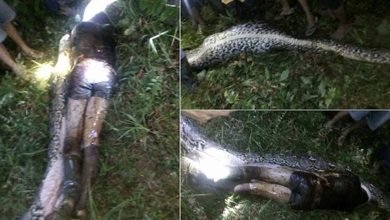 Doamne, Dumnezeule! Un indonezian de 25 de ani a fost mâncat, cu tot cu ghete, de un piton de șapte metri! A fost găsit, intact, în burta monstrului!!!