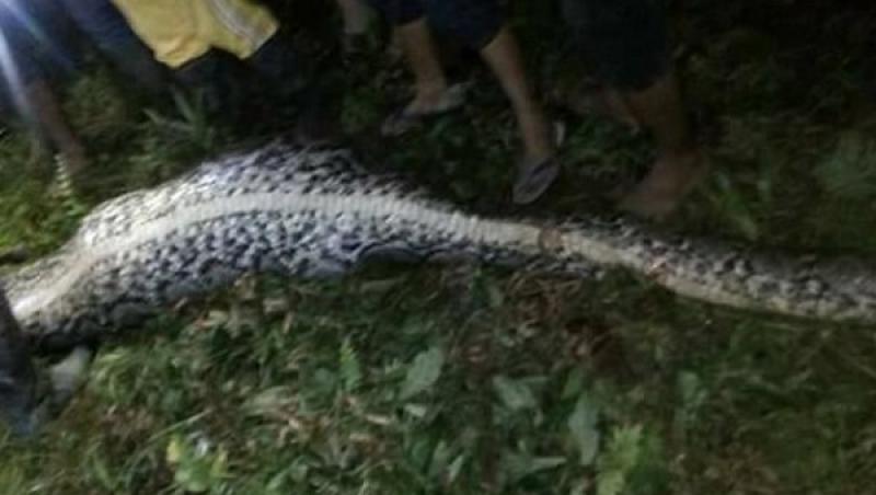 Doamne, Dumnezeule! Un indonezian de 25 de ani a fost mâncat, cu tot cu ghete, de un piton de șapte metri! A fost găsit, intact, în burta monstrului!!!