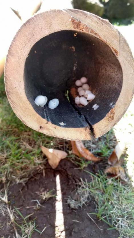 Un bărbat făcea curat în grădină atunci când a dat peste niște ouă stranii! Ce minune se ascundea înăuntru?