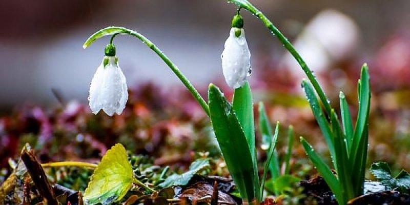 Vremea vine cu surprize la &icirc;nceput de primăvară! Prognoza meteo pentru toată săptăm&acirc;na