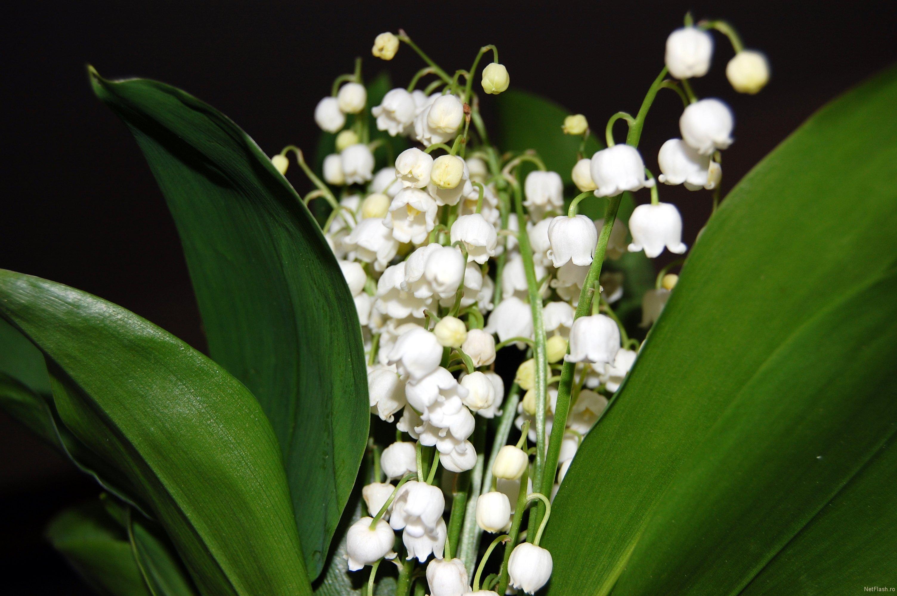 Vine, vine primăvara de 8 Martie? Cum ne va surprinde vremea &icirc;n cea mai frumoasă zi din Mărțișor