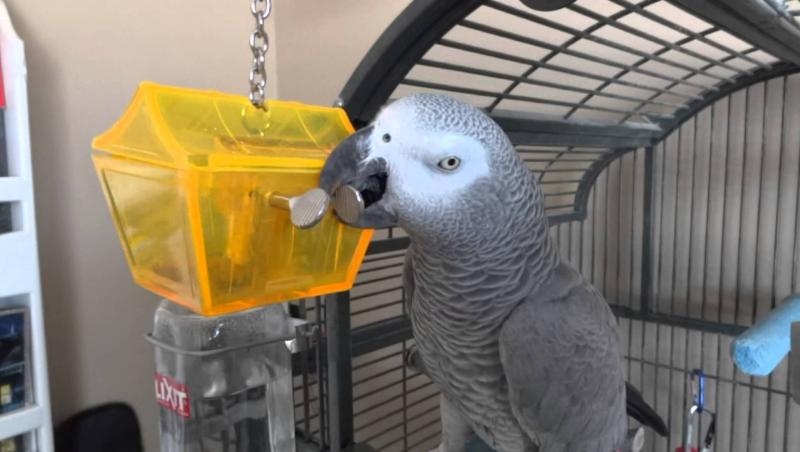 Smiley News: Nu poți să ascunzi nimic de el! Acesta este cel mai deştept papagal din lume!