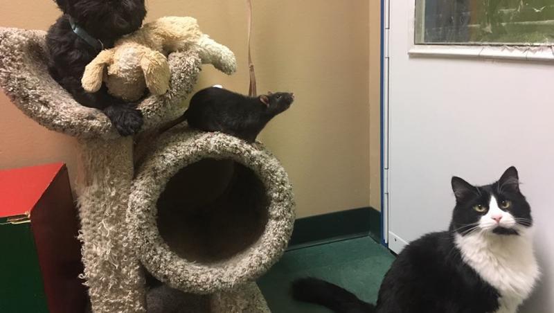 VIDEO adorabil! Un câine, o pisică și un șoarece, un trio de milioane! Reacția familiei care i-a văzut la adăpostul de animale a cucerit internetul