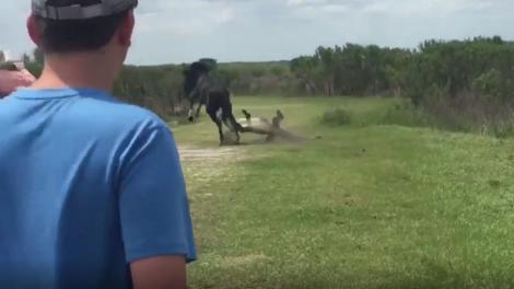 VIDEO inedit! Clipul în care un cal atacă un crocodil a devenit viral: Peste 100.000 de vizualizări în doar câteva ore de la publicare