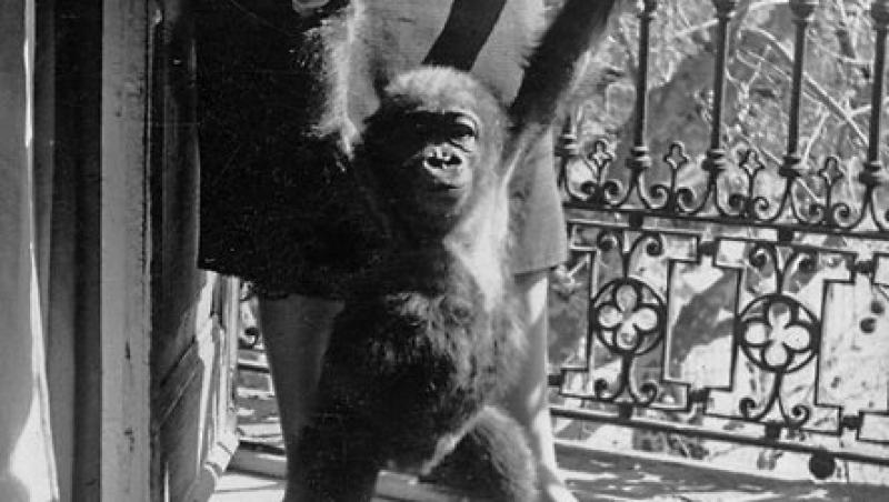 Povestea lui Fatou, cea mai bătrână gorilă din Europa: un marinar a cumpărat-o din Africa şi a oferit-o apoi proprietarului unui bar din Marsilia, în schimbul notei de plată