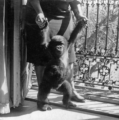 Povestea lui Fatou, cea mai bătrână gorilă din Europa: un marinar a cumpărat-o din Africa şi a oferit-o apoi proprietarului unui bar din Marsilia, în schimbul notei de plată