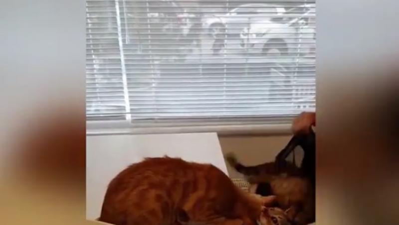 O pisicuță îngrijorată își salvează surioara din mâinile veterinarului cel rău. O trage cu dinții de pe masa doctorului, înapoi în cușcă. Imaginile sunt extrem de haioase