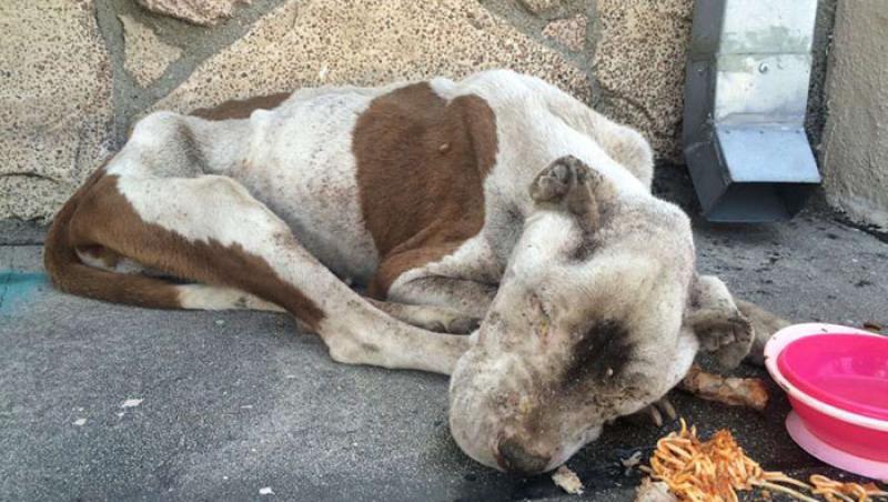 ”Era la câteva ore de moarte, înfometat și plin de răni!” Unui câine abandonat i s-a oferit a doua șansă: E uimitor cum și-a răsplătit noii stăpâni