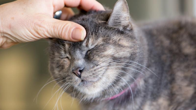 Ce boli grave poți lua de la pisica ta! Te vei gândi de două ori înainte să pui mâna pe ea