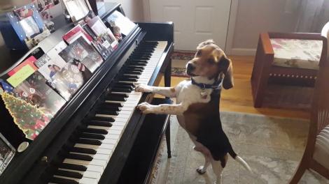 Câinele acesta face spectacol! Patrupedul cântă la pian cum nici oamenii nu reușesc uneori! Privești și te minunezi!