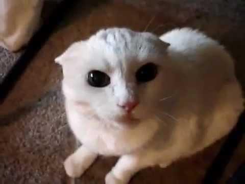 Așa arată cea mai nervoasă pisică din lume! Nimeni nu are curajul să se apropie de ea! Ce sunete bizare scoate felina