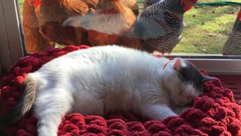 VIDEO! Adjudecat, ea e cea mai leneșă pisică din lume! Stăpâna a făcut-o vedetă pe internet