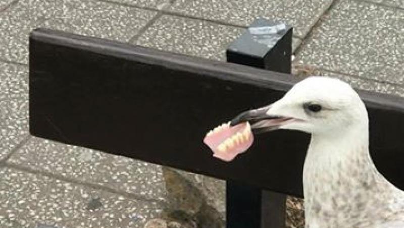 Nu e glumă, dar e viral! Un pescăruș, fotografiat cu o proteză dentară umană în cioc. Mesajul te va face să râzi: ”Dinții falși ai cuiva...”