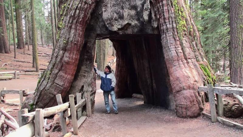 Aici se află copacul de 2.300 de ani, ce sfidează timpul! Ți se taie respirația când vezi ce mare este!